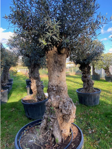 Ancient Olive Tree  (5)