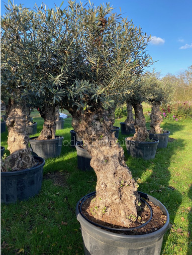 Ancient Olive Tree (7)