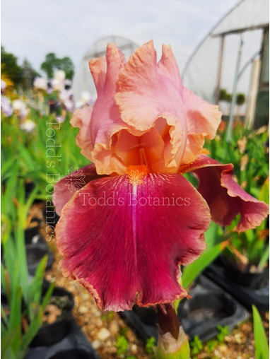 Iris 'Carnaby'