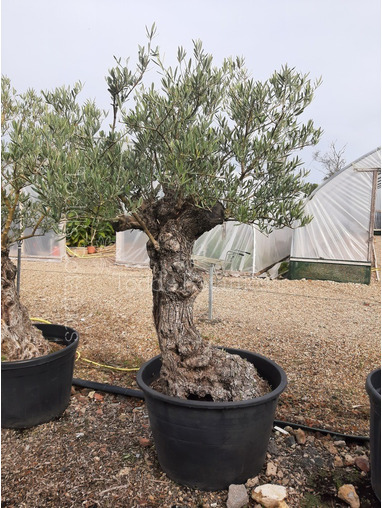 Ancient Olive Tree (16)