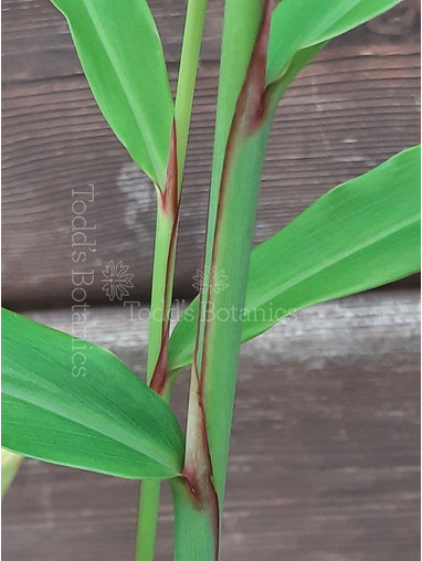 Hedychium Auranticum