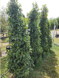 Large pair of pyramid bay tree