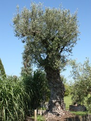 Biggest Olive tree in the UK