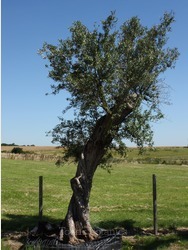 Ancient Olive Tree  OL2999