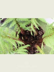 Small Tree fern Dicksonia antarctica