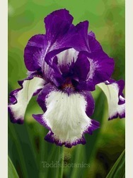 Iris 'Stepping Out'