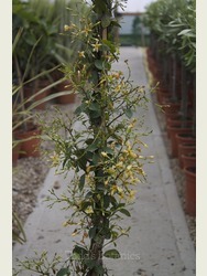 Trachelospermum jasminoides 'Star of Toscane'