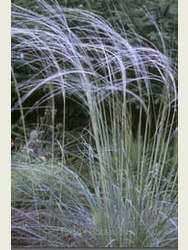Stipa barbata - Feather Grass