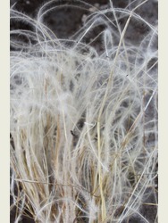 Stipa barbata - Feather Grass