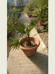 Trachycarpus wagnerianus 
