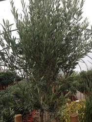 Spanish Loose Style Olive Tree