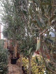 Spanish Loose Style Olive Tree