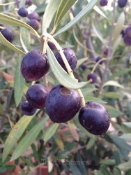 2 x Bushy Olive Trees 1/2 standard