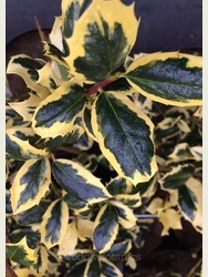 Ilex aquifolium 'Golden van Tol' 3/4 standard