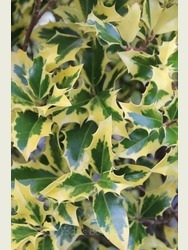 Ilex aquifolium 'Alaska Aurea'