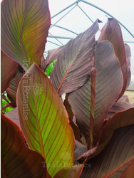Canna 'Russian Red' 5L