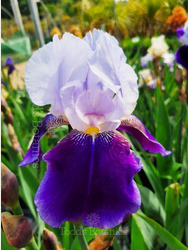 Iris 'Braithwaite'