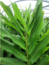 Hedychium Forrestii