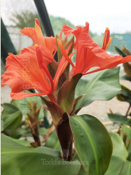 Hedychium greenii