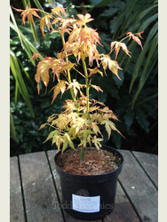 Acer palmatum 'Katsura' AGM