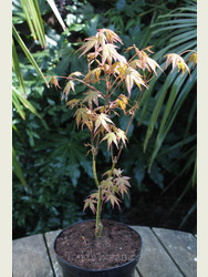 Acer palmatum 'Oridono nishiki'