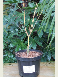 Acer palmatum 'Bi-Ho'