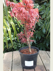 Acer palmatum 'Skeeter's Broom'