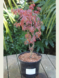 Acer palmatum 'Twombley's Red Sentinel