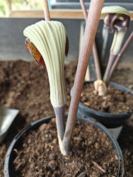 Arisaema triphyllum
