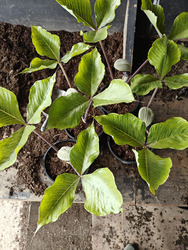 Arisaema triphyllum