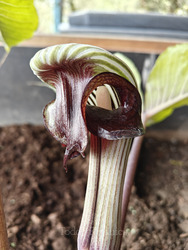 Arisaema triphyllum