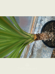 Cordyline australis