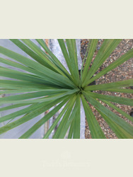 Cordyline australis