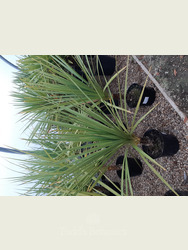 Cordyline australis