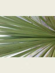 Cordyline australis