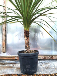 Cordyline australis