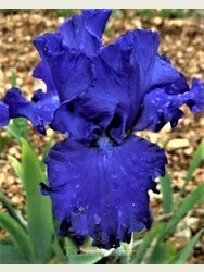 Iris 'Blue de Mer'