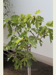 Ficus carica 'Brown Turkey'