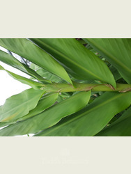 Hedychium Forrestii