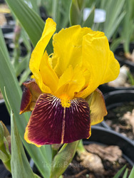 Iris 'Rajah'