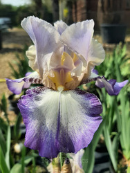 Iris 'Foggy Dew'