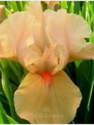 Iris 'Apricot Silk' 