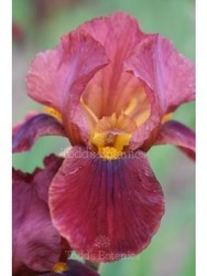 Iris 'Quechee'
