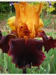 Iris 'Supreme Sultan'