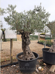 Ancient Olive Tree (16)