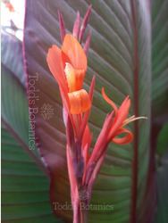 Canna 'Russian Red' AGM