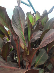 Canna 'Russian Red' 5L