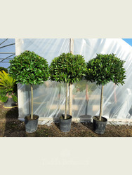 Large head Standard Bay Tree Laurus nobilis AGM