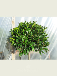 Large head Standard Bay Tree Laurus nobilis AGM