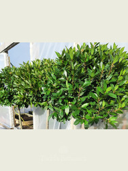 Large head Standard Bay Tree Laurus nobilis AGM